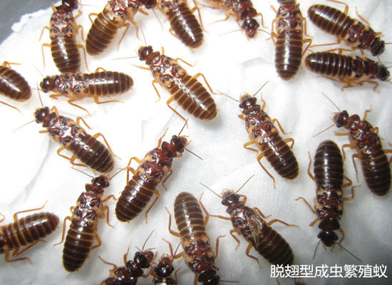 白蚁图片